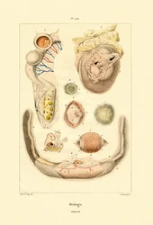 Ovologie